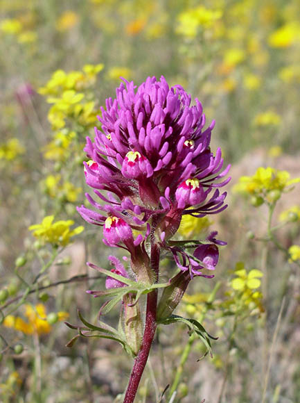  Castilleja exserta ssp.exserta
